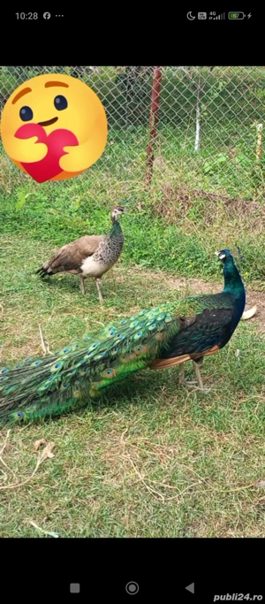 Vand Pauni Unar negru si pasari wyandotte