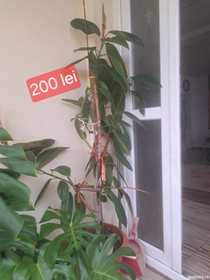 Vand flori .In apropiere de Baia Mare .Nu ofer livrare