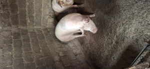 Vând porci între 120kg și 180kg - imagine 4