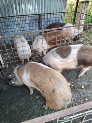 Vând porci între 120kg și 180kg - imagine 2