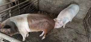 Vând porci între 120kg și 180kg - imagine 3