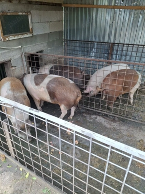 Vând porci între 120kg și 180kg