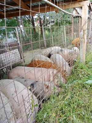 Vând porci mangalița și de carne  - imagine 2