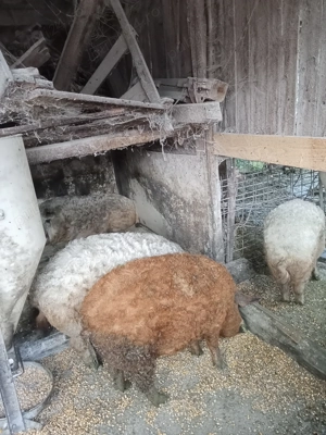 Vând porci mangalița și de carne  - imagine 3