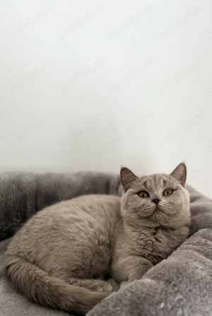 British shorthair chocolate