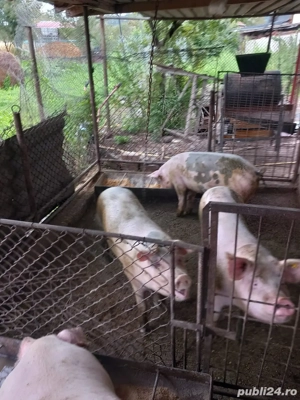 vand porci  - imagine 3