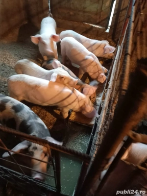 vand porci  - imagine 2