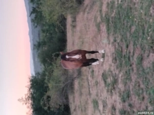 Cal rasa semi greu de 2 ani - imagine 2 Cal rasa semi greu de 2 ani - imagine 2