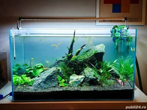 întreținere și consiliere la doar 1 leu litru