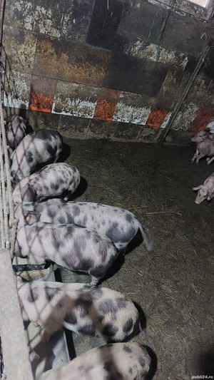 purcei de 9 săptămâni  - imagine 3 purcei de 9 săptămâni  - imagine 3