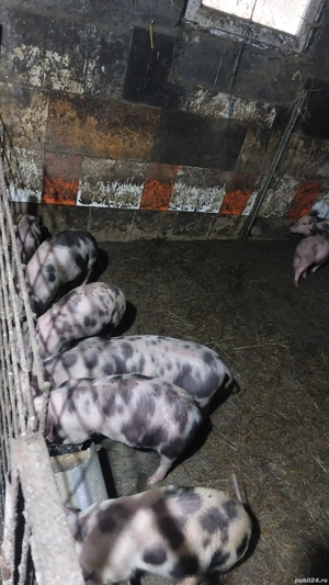 purcei de 9 săptămâni 