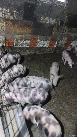 purcei de 9 săptămâni  - imagine 2 purcei de 9 săptămâni  - imagine 2