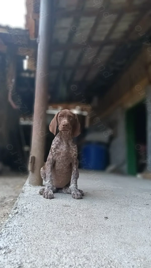 Vand brac german - imagine 3