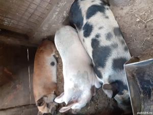 vind porci  - imagine 5 vind porci  - imagine 5