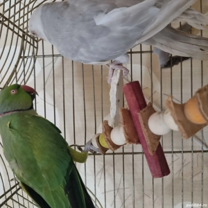 papagali micul alexandru