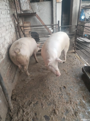 Porcii de Vanzare - imagine 2 Porcii de Vanzare - imagine 2
