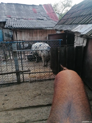 Porci de vânzare  - imagine 3