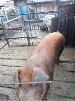 Porci de vânzare  - imagine 2