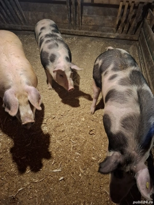 vand porci de carne - imagine 2