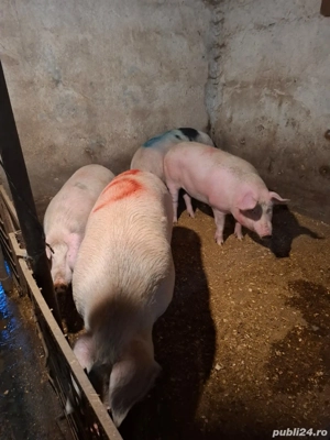 vand porci de carne - imagine 4