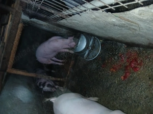 Vând porci diferite mărimi și rase - imagine 3