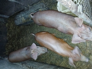 Vând porci diferite mărimi și rase - imagine 4