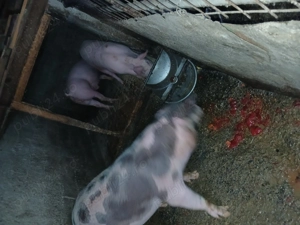 Vând porci diferite mărimi și rase - imagine 2