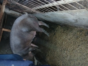 Vând porci diferite mărimi și rase - imagine 5