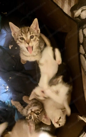 Donez 6 pui de pisica