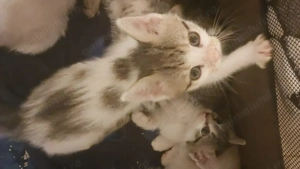 Donez pui de pisica - imagine 2