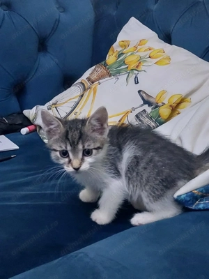 Donez pui de pisica - imagine 3