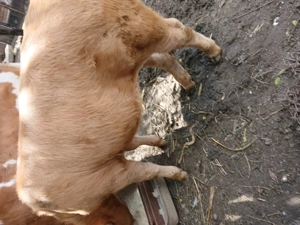 Vand vitea rasa charolais 