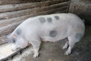 Porci 90-140kg și 250-300 kg ! Crescuți în curte !  - imagine 2