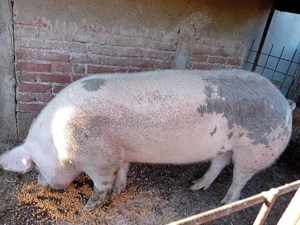 Porc de vanzare - imagine 2