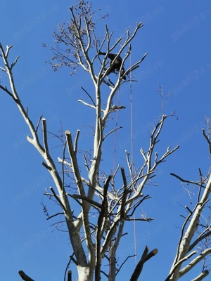 Profesioniști toaletam defrisam arbori !!! - imagine 2