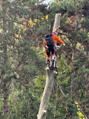 Profesioniști toaletam defrisam arbori !!!