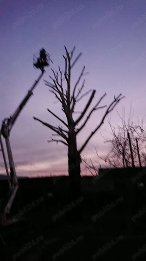 Profesioniști toaletam defrisam arbori !!! - imagine 3