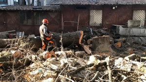 Profesioniști toaletam defrisam arbori !!! - imagine 4