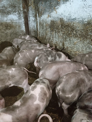 Purcei Pietran  - imagine 2 Purcei Pietran  - imagine 2