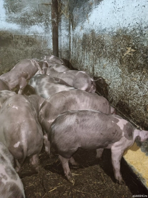 Purcei Pietran  - imagine 3 Purcei Pietran  - imagine 3