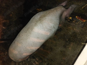 Vind scroafa de aproximativ 200kg