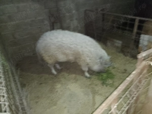 Vând porci mangalița  - imagine 3