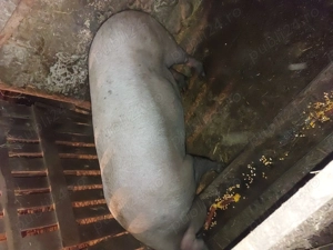 Vind scroafa de aproximativ 200kg - imagine 3