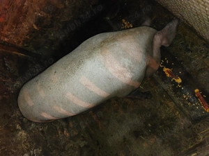 Vind scroafa de aproximativ 200kg - imagine 2