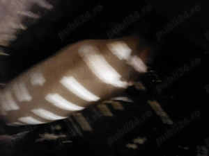 Vind scroafa de aproximativ 200kg - imagine 4