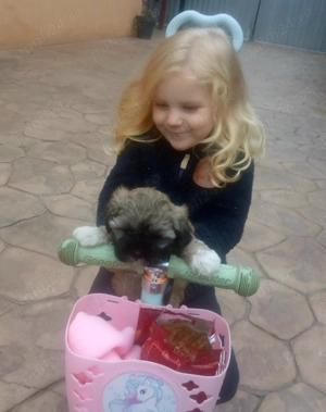 Catei shitzu o fetita si un baiat - imagine 3