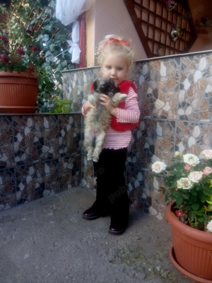 Catei shitzu o fetita si un baiat - imagine 2