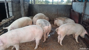 porci de tinut sau taiat