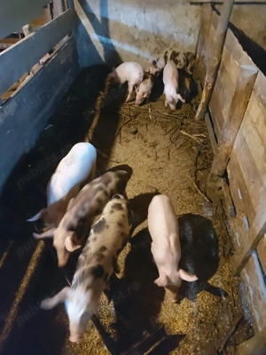 Purcei de vânzare - imagine 4