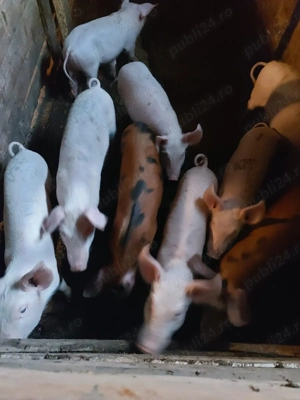 Purcei de vânzare - imagine 3